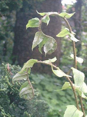 Cyrtomium_fortunei.jpg
