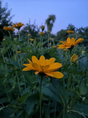 IMG_20190617_222957.jpg