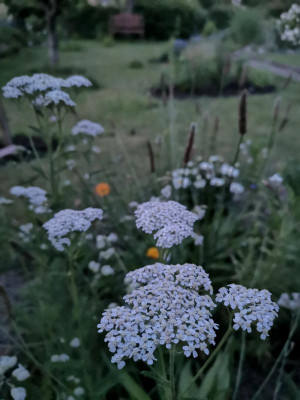IMG_20190617_223052.jpg