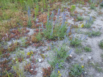 TW 19613 Sedum acre.jpg
