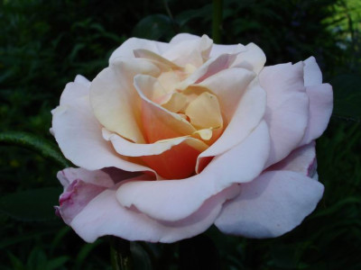 Charming_Rose.JPG
