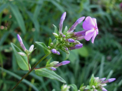 Phlox floridana 2.JPG