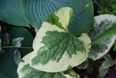 brunnera_dawsons_white_07.jpg