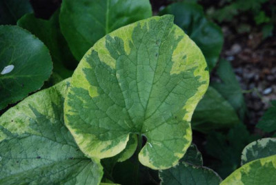 brunnera_hadspen_cream_07.jpg