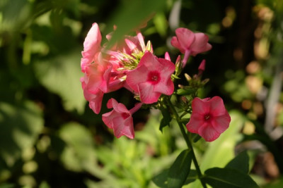 DSCF9617_4028.JPG