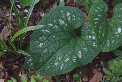 brunnera_langtrees_saemling_07.jpg