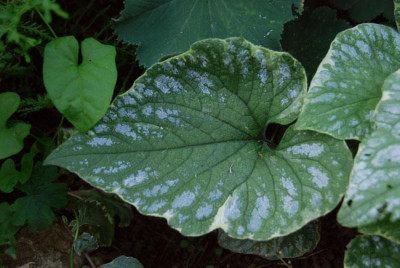 brunnera_silver_wings_07.jpg