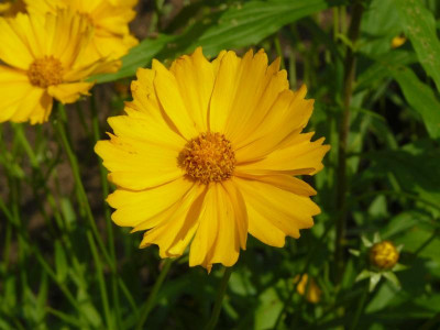 Gelbe Margeriten.jpg