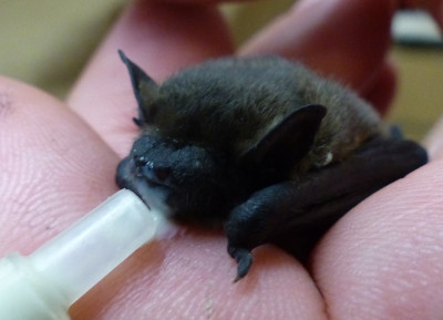Pipistrella klein.jpg