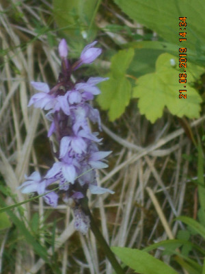 DSCN8420.jpg