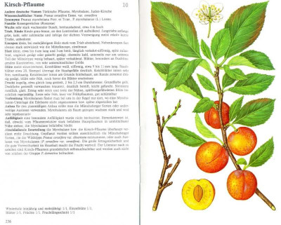 Kirsch-Pflaume - Seltenes Kern-Stein-u-Beerenobst 1985 - SCREEN.jpg