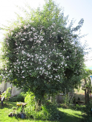 Pauls Himalayan Musk-1.JPG