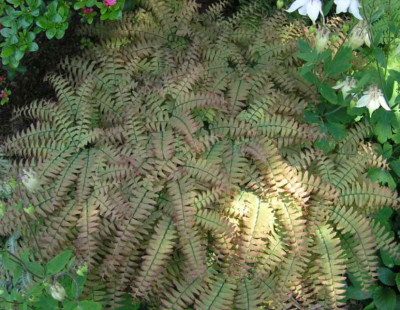Adiantum_aleuticum.jpg