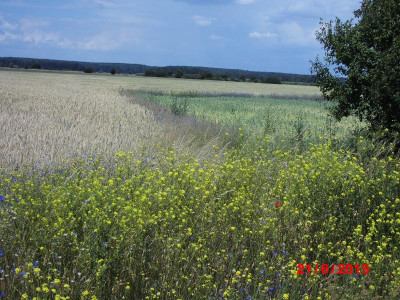 DSCI0089.JPG