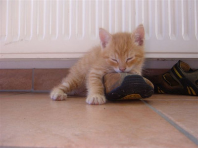 katzchen_fuchs.jpg