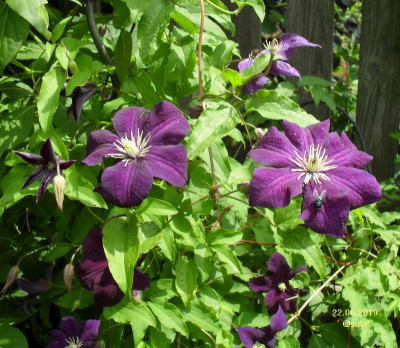 Clematis an Wein 2019.jpg