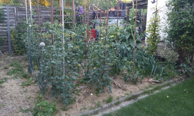 Tomaten 19621.jpg