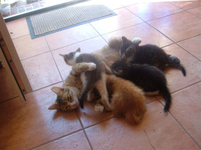 katzchen_0288.jpg