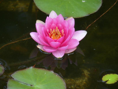Seerose.jpg