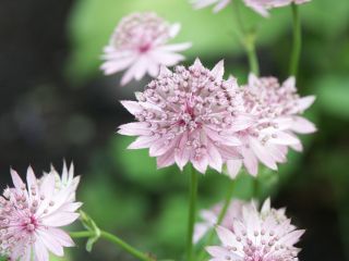 Astrantia_Roma01.jpg