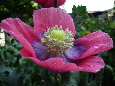 Mohn_einjahrig.jpg