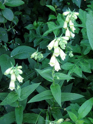 Digitalis_5429_r11.jpg