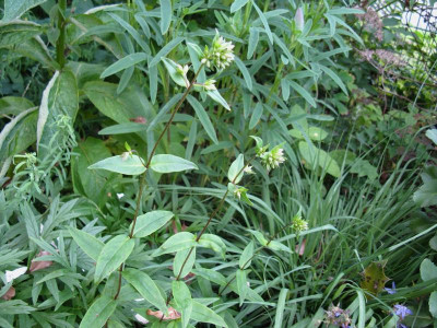 phlox floridana 1.JPG