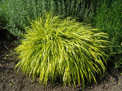 Hakonechloa macra Aureola Juni 2019.JPG