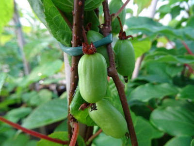 Actinidia kolomikta Sentyabraskaya Juni 2019.jpg