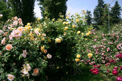Mainau1307.jpg