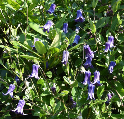 Clematis Rooguchi 2019.jpg