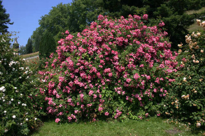 Mainau2807.jpg
