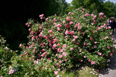 Mainau3107.jpg