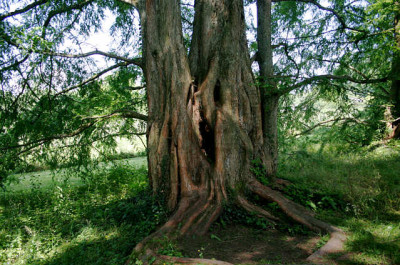 Mainau7107.jpg