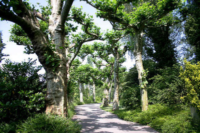 Mainau8707.jpg