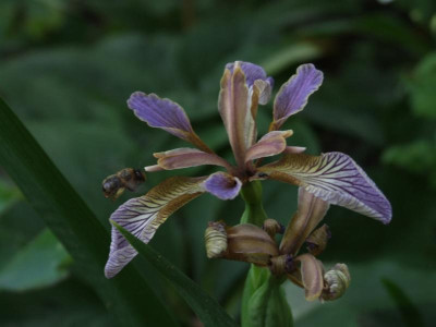 DSCF6659.JPG