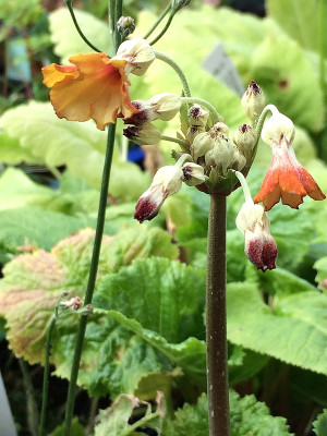2019 06 21Primula x florwaltii.jpg