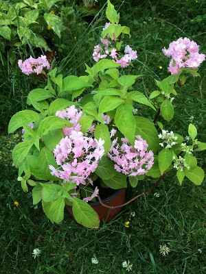2019 06 21 Hydr. serrata 'Aya Ezo Yae'.jpg