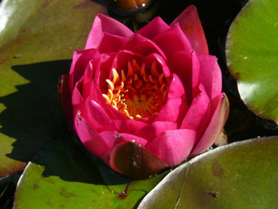 Seerose Nymphaea 'James Brydon'.jpg