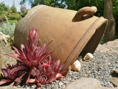 Sedum_20190623_115611k.jpg