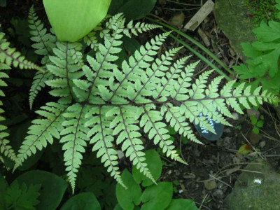 Ath_othophorum_okanum.jpg