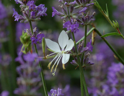 Gaura-lindheimeri-Lavendel.jpg