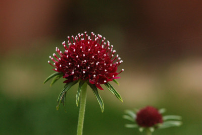 Scabiosa-ohne-Namen.jpg