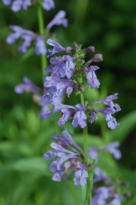 Agastache-Blue-Fortune-1206.jpg