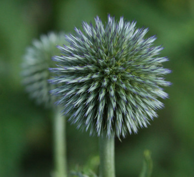 Echinops-ritro-120607.jpg