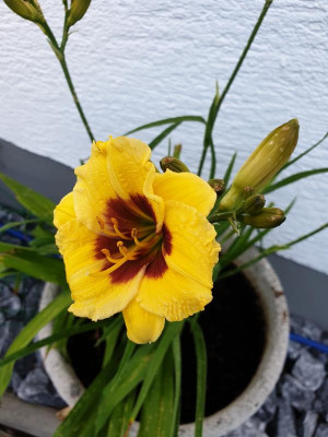 20190624_072404.jpg