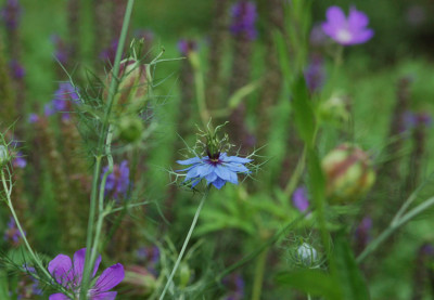 Geranium-Jungfer-im-Gruenen.jpg