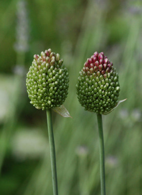 Allium-sphaerocephalon.jpg