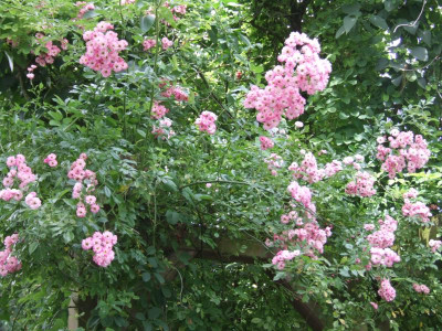 DSCF6627.JPG