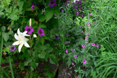 Geranium_klein.jpg